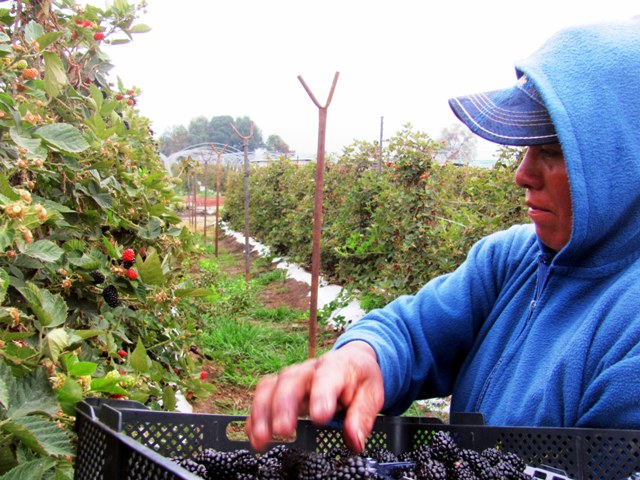 Aplicados 318 mdp en créditos para el agro michoacano, en 2019: Sedrua