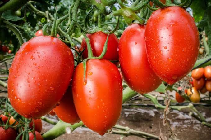 Pereció del jitomate se mantendra durante mes de marzo: S.O.V.