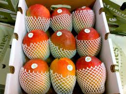 Exportaciones de mango a Europa y Asia, esperanza de Apatzingán
