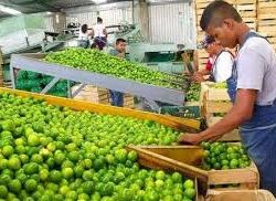 Apatzingán: Limón, insuficiente para alentar economía local; aporta $7.14 per-cápita