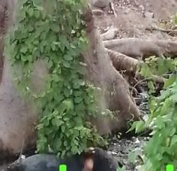 Encuentran cuerpo putrefacto en el río Apatzingán