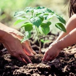 Reforetarán el "Generalísimo Morelos", de Apatzingán