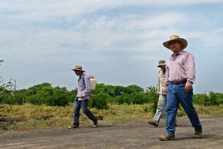 Repunta precio del limón; es urgente fortelecer programas: Sergio Ochoa Vázquez