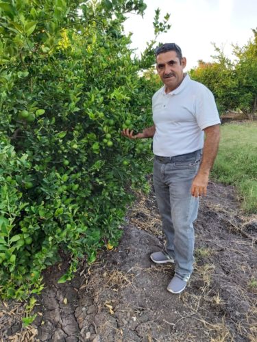 Importante rendimiento del limón en las próximas semanas : José Luis Torres 