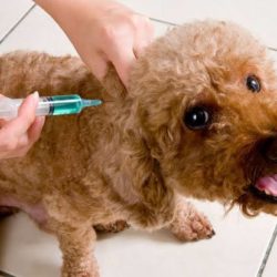 Invitan a vacunar a mascotas la próxima semana