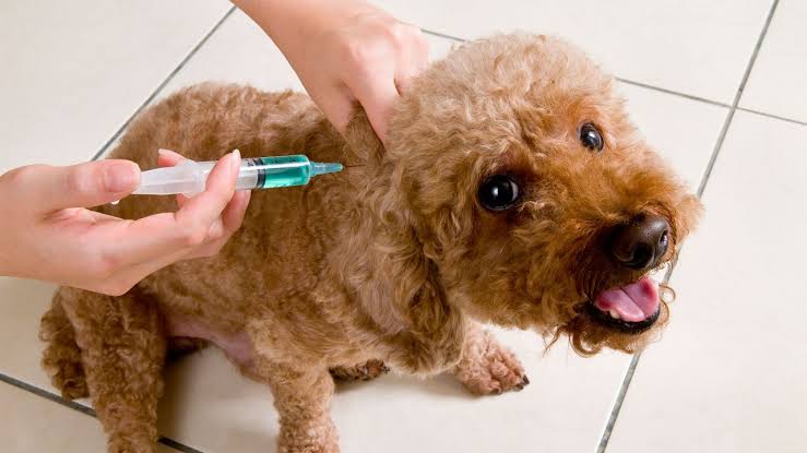 Invitan a vacunar a mascotas la próxima semana 