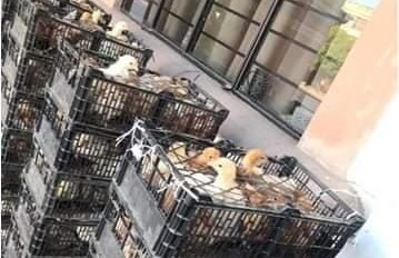Entregan paquetes de pollos a bajo costo, en Apatzingán