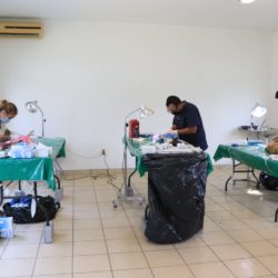 Con éxito se desarrolla campaña de esterilización