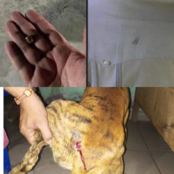 Un hombre y un perro, heridos por "bala perdida" durante transición del año viejo al nuevo