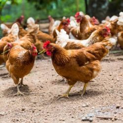 Paquetes de pollos y gallinas ponedoras a bajo costo