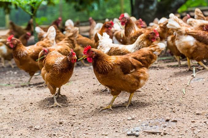 Paquetes de pollos y gallinas ponedoras a bajo costo