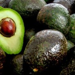 Respalda gobierno federal medidas para reactivar la exportación de aguacate a EUA