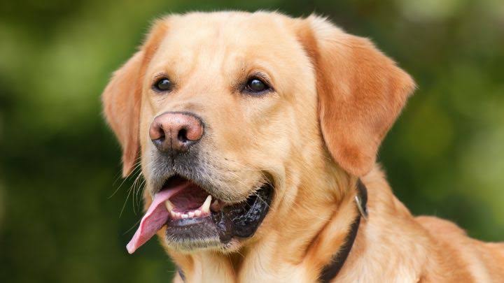 Esterilizan cien mascotas durante Tercera Jornada exprofeso, en Apatzingán