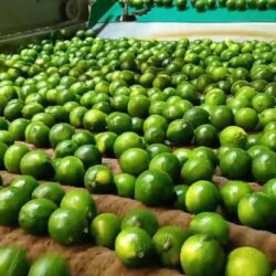 Cotizó a 13 pesos el limón, en los últimos días