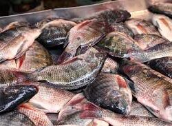 Gobierno de Apatzingán impulsa consumo de Tilapia a bajo costo durante Semana Santa